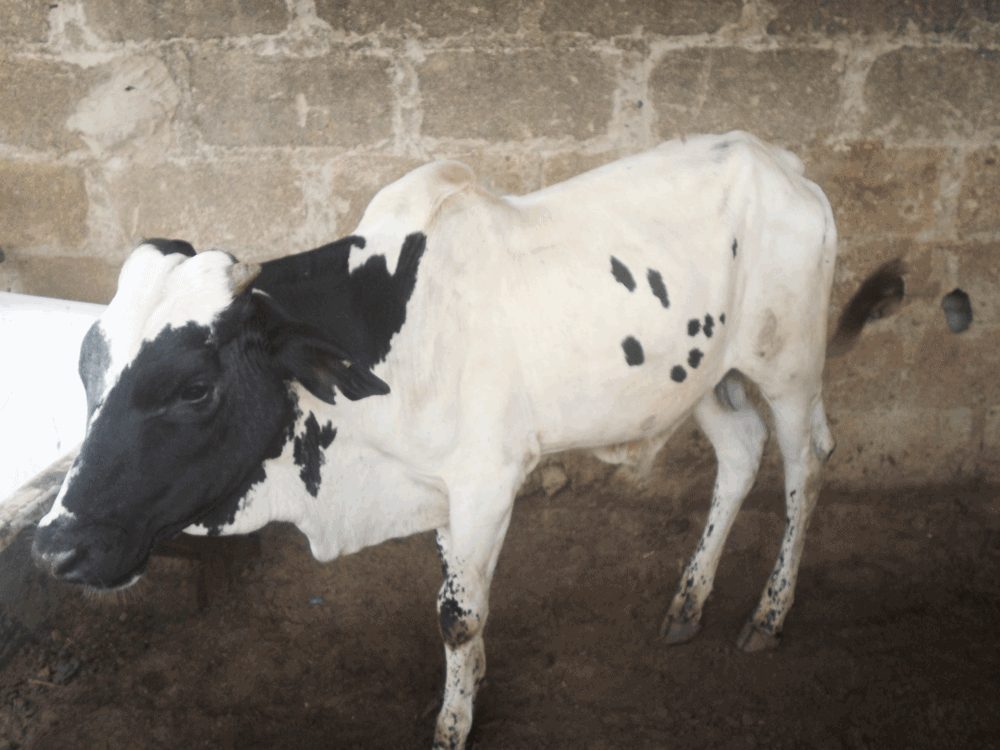 home based cow fattening
