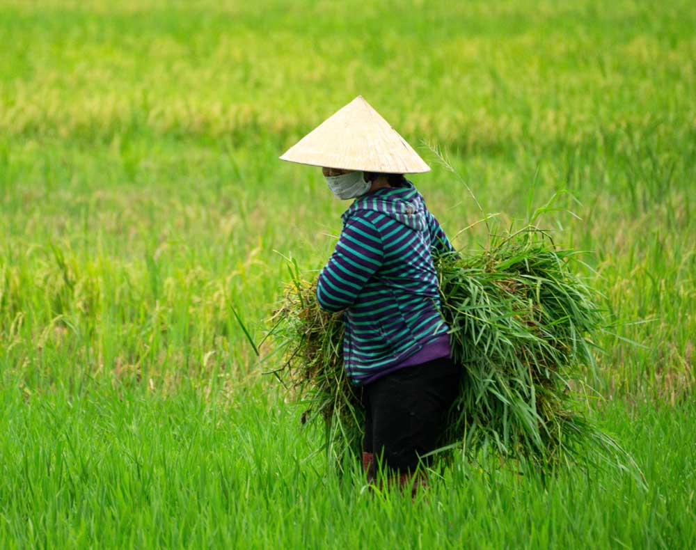 working in the rice field: mental health in farming
