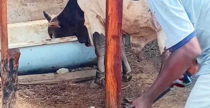 Animal waste (manure) from a cow