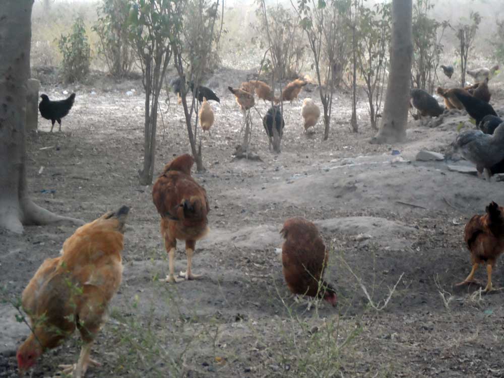 noiler on a farm in a free-range system