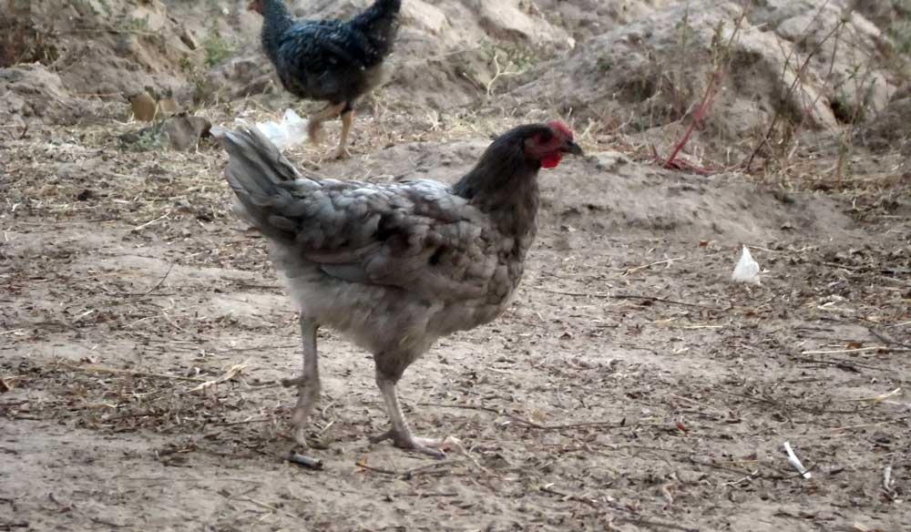 free-range noilers chickens