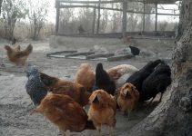 5 Reasons Why Free-Range Noilers Thrive: A Complete Farmer’s Guide 