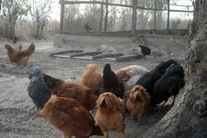 5 Reasons Why Free-Range Noilers Thrive: A Complete Farmer’s Guide 