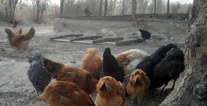 free-range noiler farming