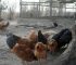 5 Reasons Why Free-Range Noilers Thrive: A Complete Farmer’s Guide 
