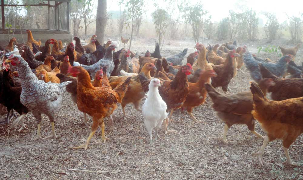 free-range noiler farming 