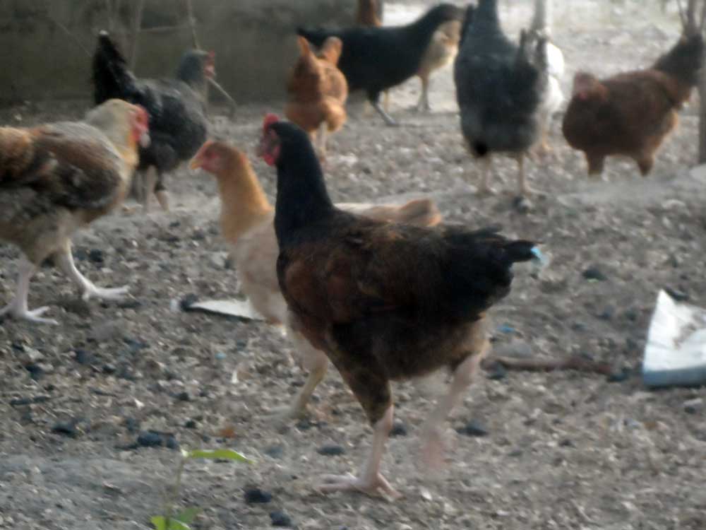 noiler on a free-range