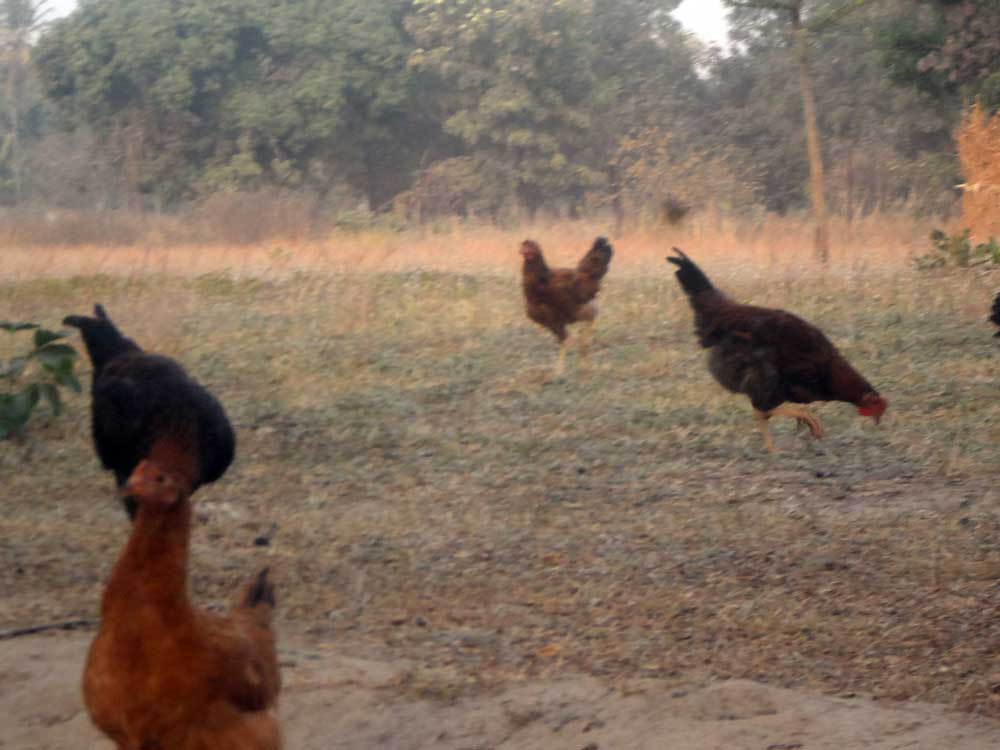 free-range noiler farming 1