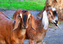You Don’t Need to Be Rich to Start Goat Farming: 5 Lies Keeping Aspiring Goat Farmers From Starting