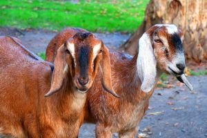 You Don’t Need to Be Rich to Start Goat Farming: 5 Lies Keeping Aspiring Goat Farmers From Starting