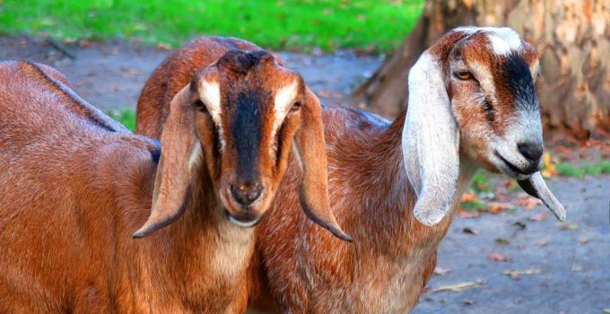 goats farming mistakes