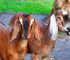 You Don’t Need to Be Rich to Start Goat Farming: 5 Lies Keeping Aspiring Goat Farmers From Starting