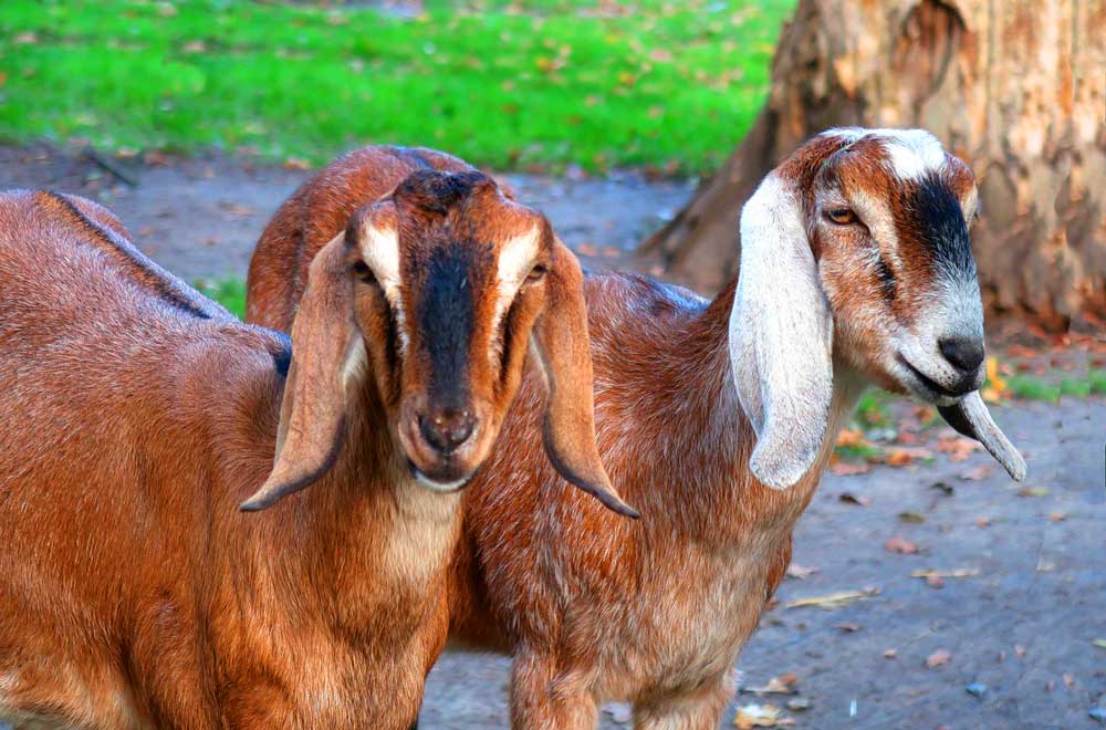 goats farming mistakes