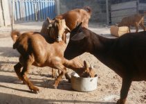 The Biggest Mistake New Goat Farmers Make: Goat Farming Mistakes to Avoid for Better Profits The Biggest Mistake New Goat Farmers Make: Goat Farming Mistakes to Avoid for Better Profits