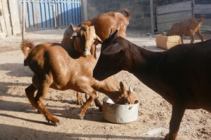 The Biggest Mistake New Goat Farmers Make: Goat Farming Mistakes to Avoid for Better Profits