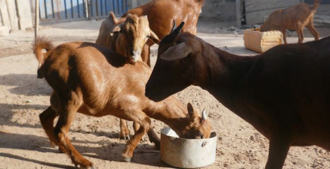 goat farming mistakes