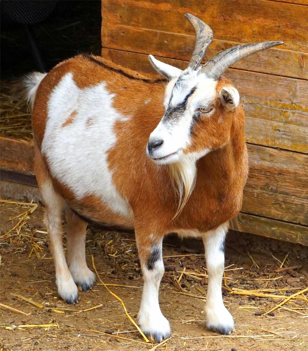 goat farming mistakes