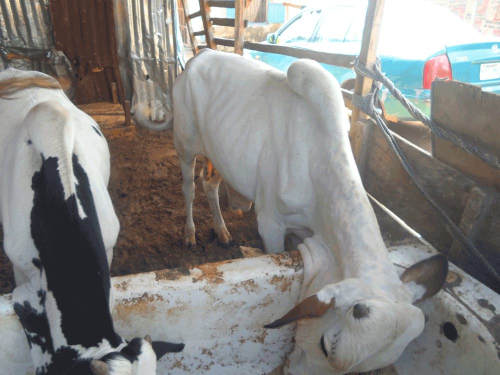 Home cow fattening: at the initial stage of fattening 