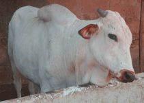 Home Cow Fattening: How to Prevent Bacterial Infections, Dampness, and Keep Stall-Fed Cattle Healthy