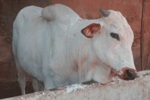 Home Cow Fattening: How to Prevent Bacterial Infections, Dampness, and Keep Stall-Fed Cattle Healthy