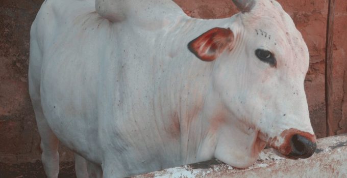 Home based cow fattening