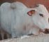 Home Cow Fattening: How to Prevent Bacterial Infections, Dampness, and Keep Stall-Fed Cattle Healthy