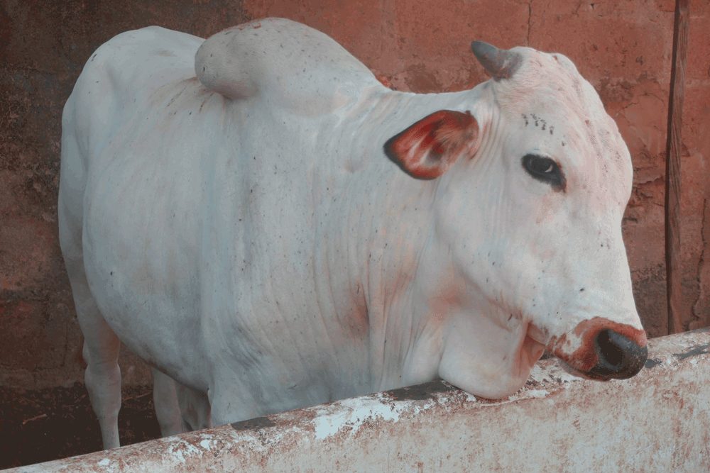 Home based cow fattening 