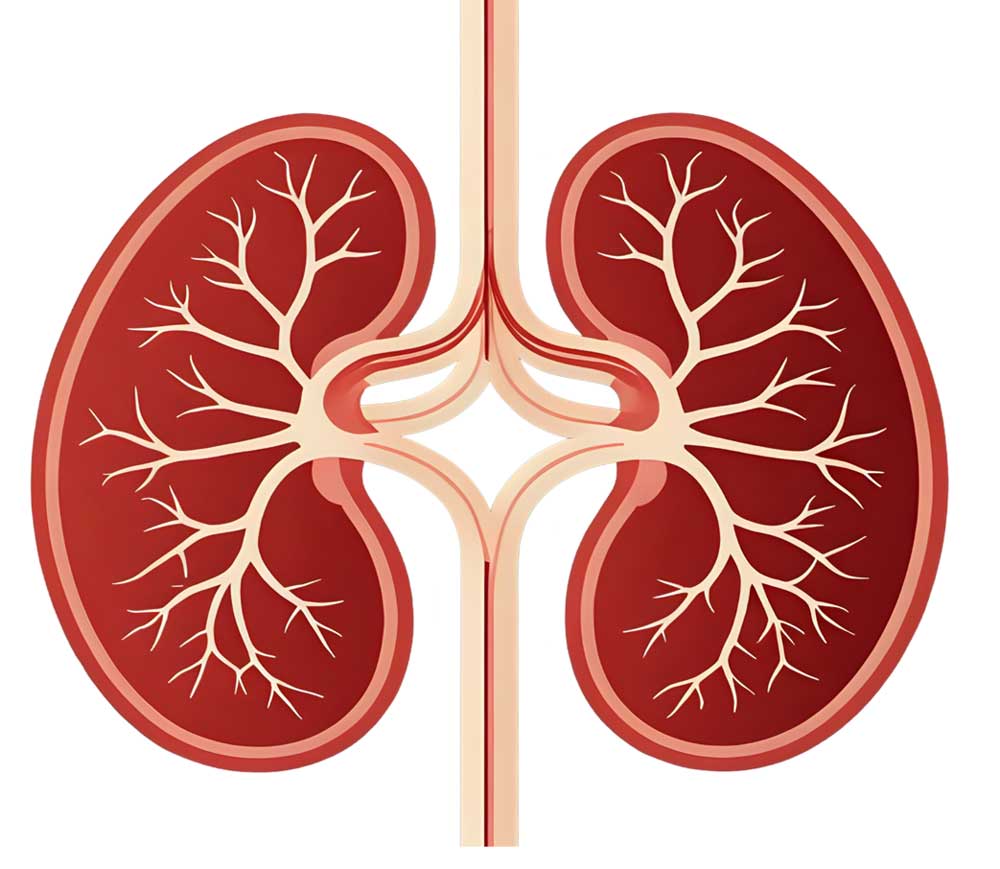 farmers Protect their Kidneys During Hot Weather