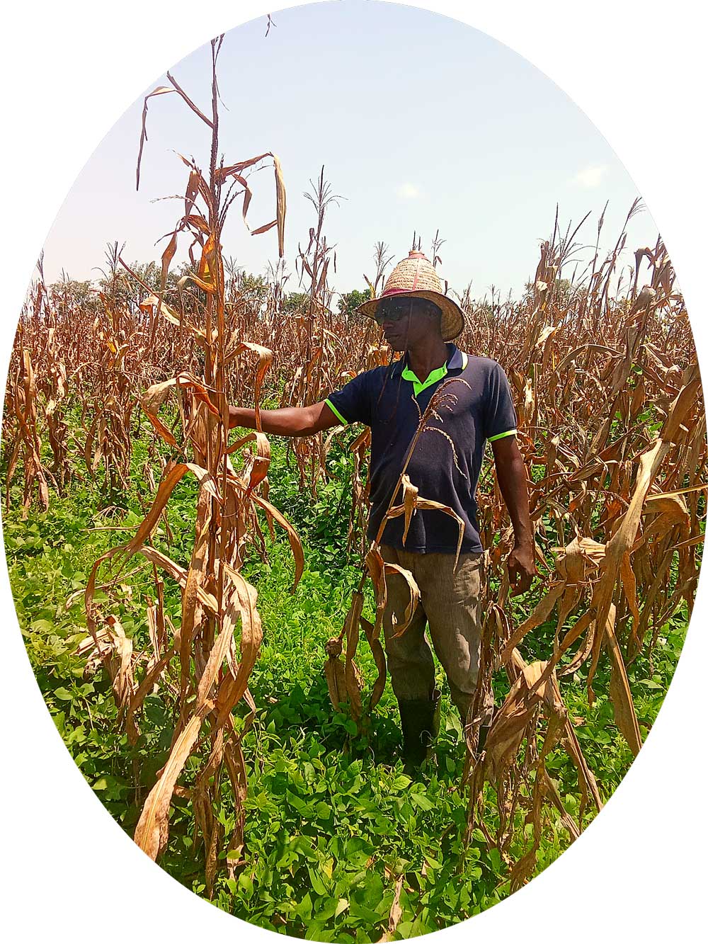 mental health in farming checking the maize