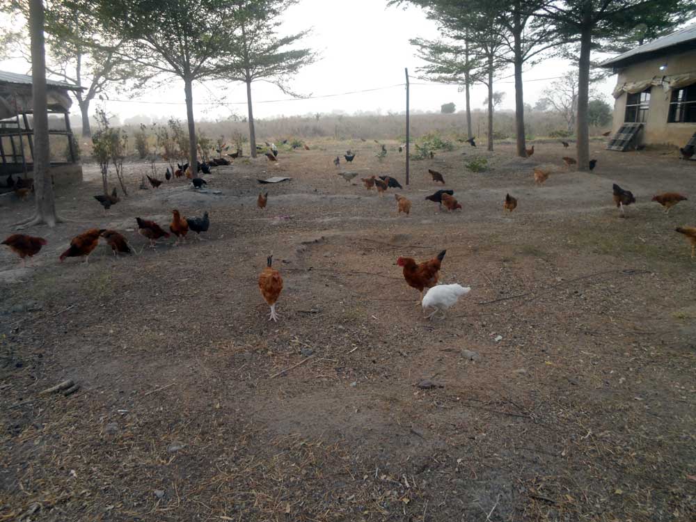 free-range noilers foraging on a farm
