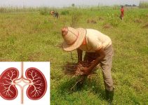 How Farmers Can Protect Their Kidneys During Hot Weather: A Practical Guide for Every Farmer