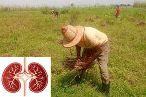 How Farmers Can Protect Their Kidneys During Hot Weather: A Practical Guide for Every Farmer