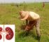 How Farmers Can Protect Their Kidneys During Hot Weather: A Practical Guide for Every Farmer