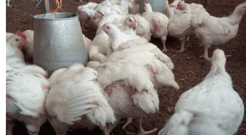 broiler chicken profit
