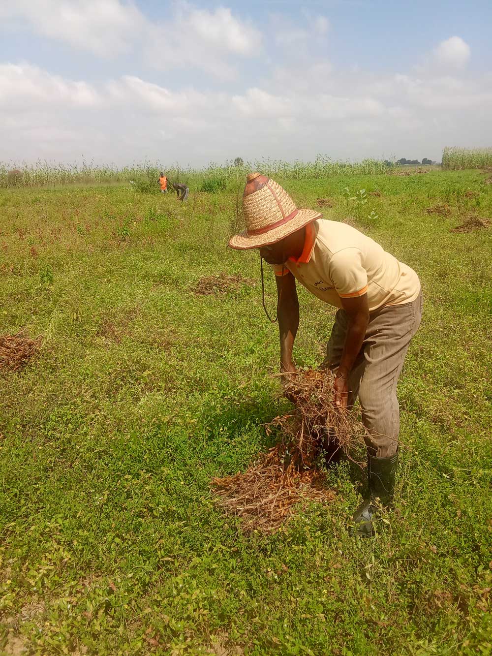farmers Protect their Kidneys During Hot Weather