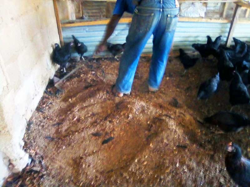 animal waste