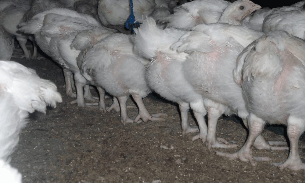 making profit in broiler farming