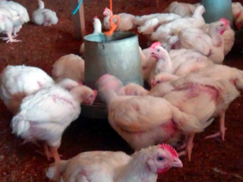 Broiler Farming Mistakes