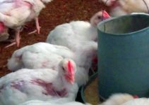 10 Costly Broiler Farming Mistakes That Keep Farmers Poor (And How to Avoid Every One of Them)