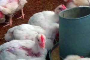 10 Costly Broiler Farming Mistakes That Keep Farmers Poor (And How to Avoid Every One of Them)