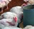 10 Costly Broiler Farming Mistakes That Keep Farmers Poor (And How to Avoid Every One of Them)