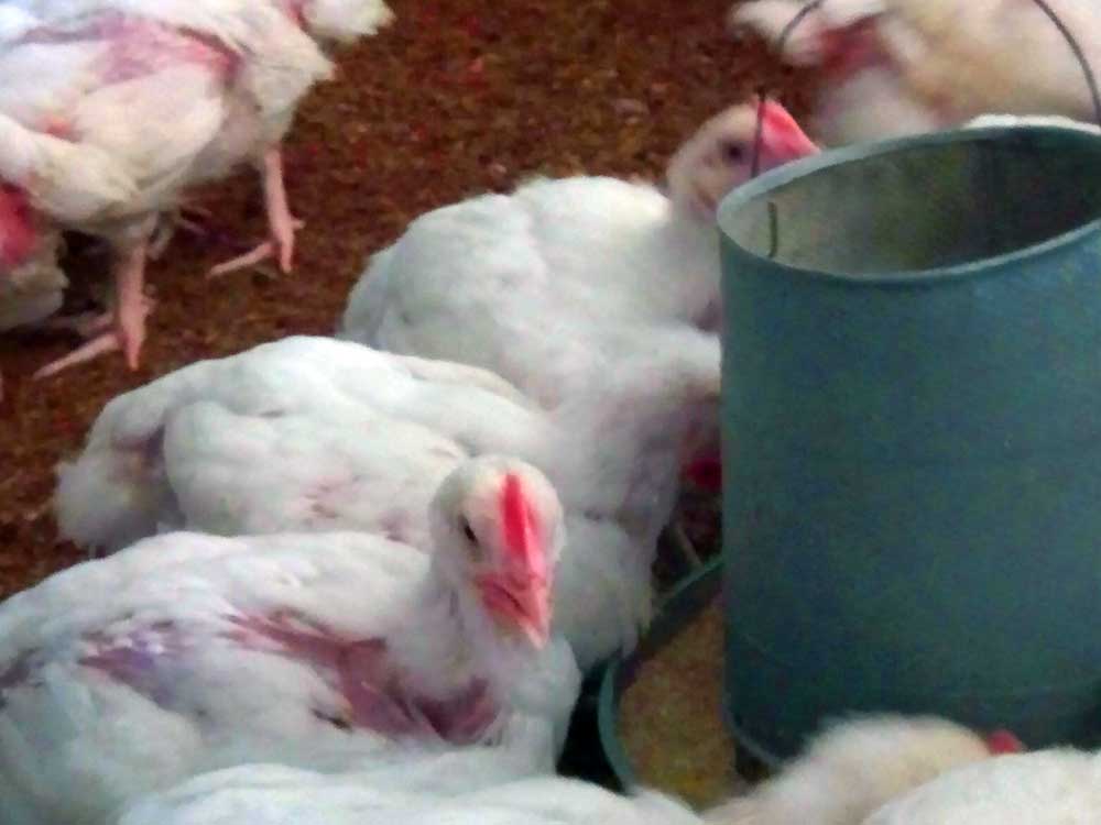 Broiler Farming Mistakes