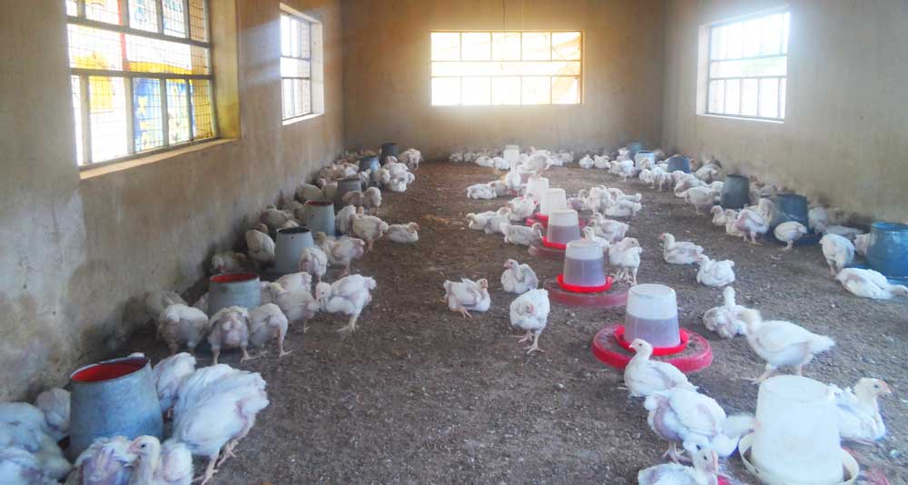 broiler farming profitability