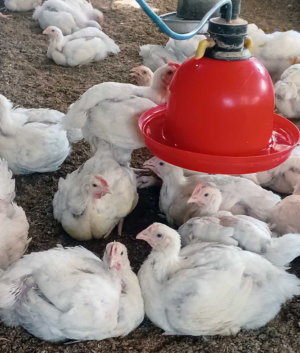 Broiler Farming Mistakes