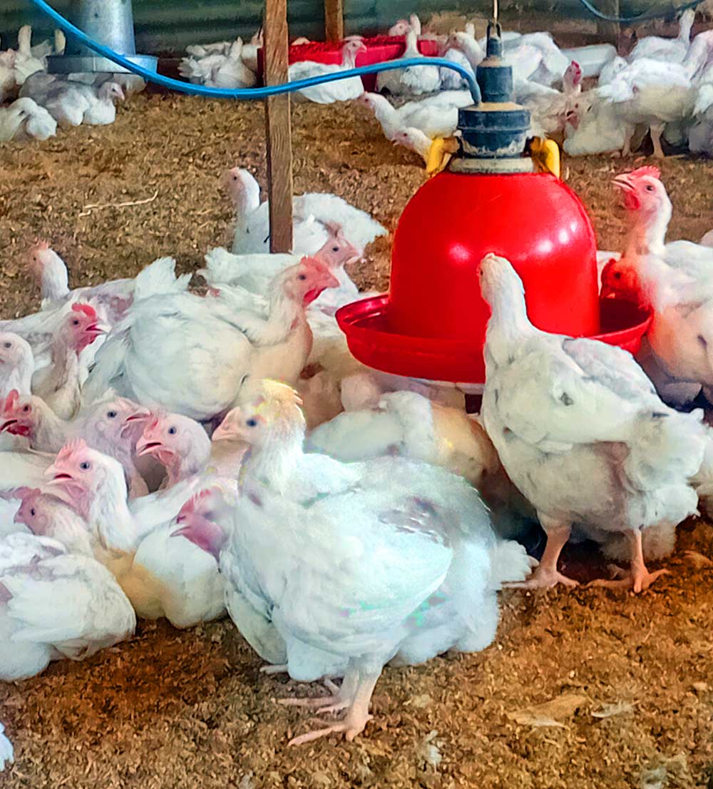 Broiler Farming Mistakes
