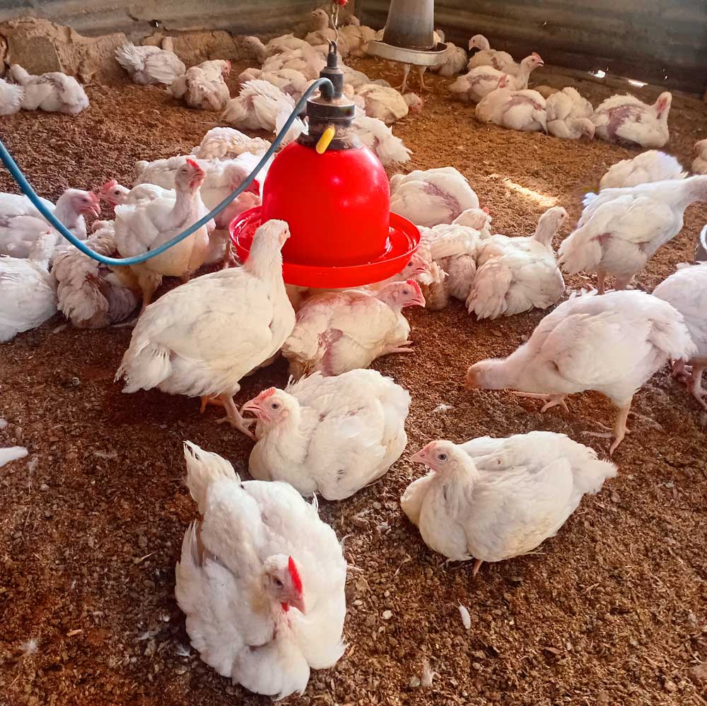 Broiler Farming Mistakes