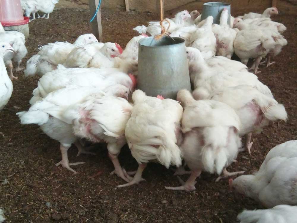 broiler farming profitability in deep litter