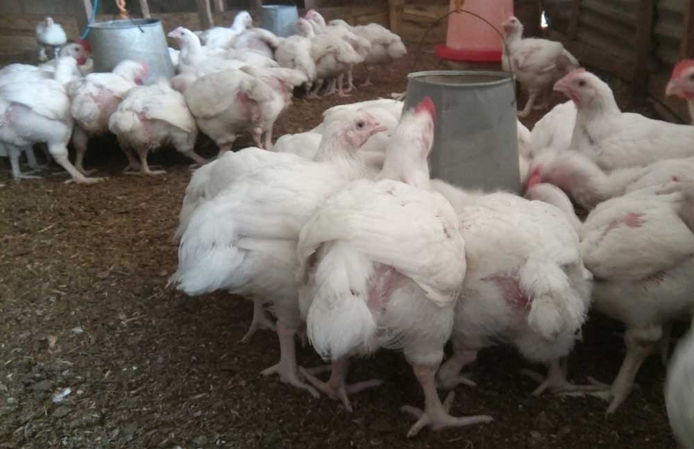 broiler farming profitability