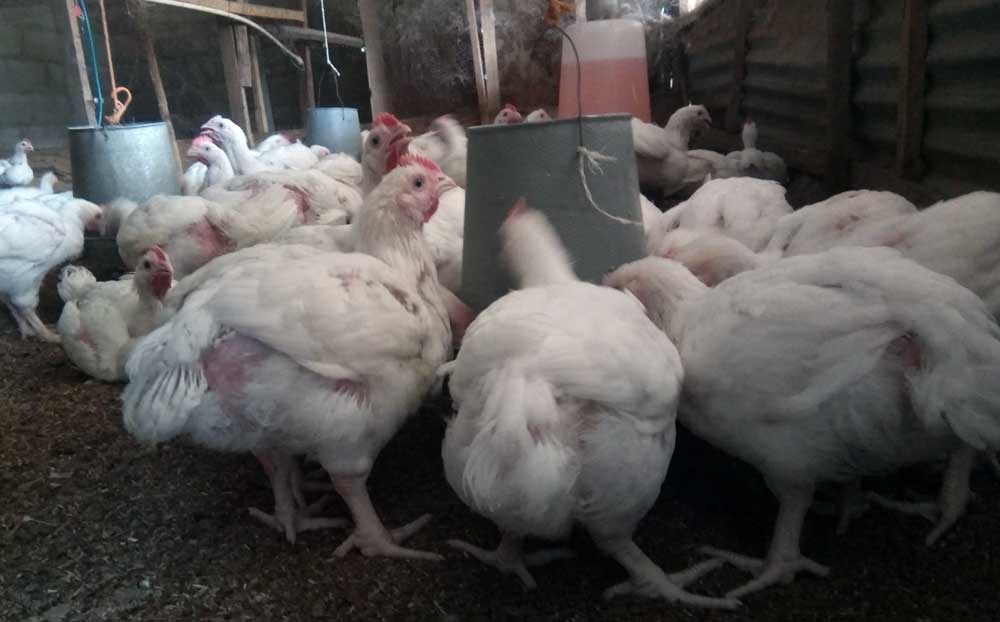 broiler farming profitability eating their meal