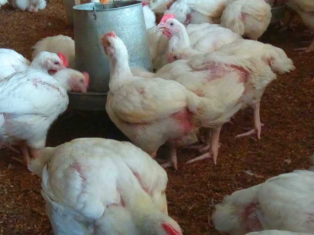 broiler farming profitability
